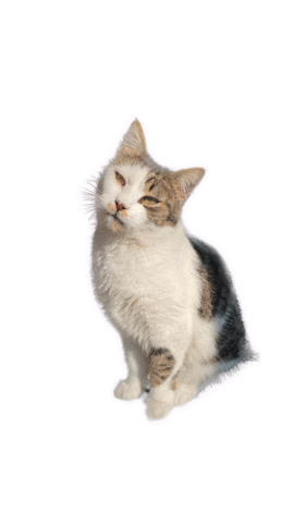 Cat Sticker Sticker