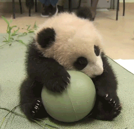 baby panda bear gif
