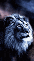 lions GIF