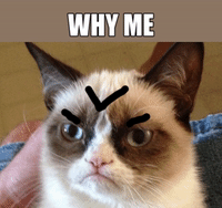 Baby Daddy Cat Meme Gifs Get The Best Gif On Giphy