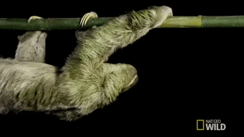 natgeowild sloth nat geo wild untamed GIF