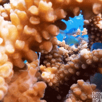 Great Barrier Reef Swimming GIF by BBC America