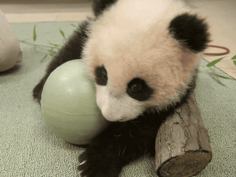 Cute Panda Gif