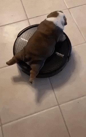 Dog Reaction GIF by JustViral