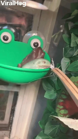 3d Gif Maker Frog Sticker - 3d Gif Maker Frog Frogs - Discover & Share GIFs