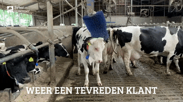 BeterRuwvoer GIF