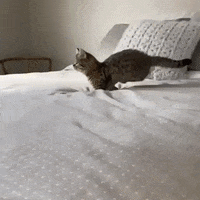Cat Jumping GIF by JustViral.Net