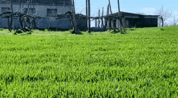 Dog GIF