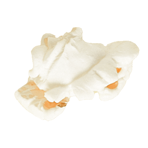 Snack Popcorn Sticker by Jack Coleman