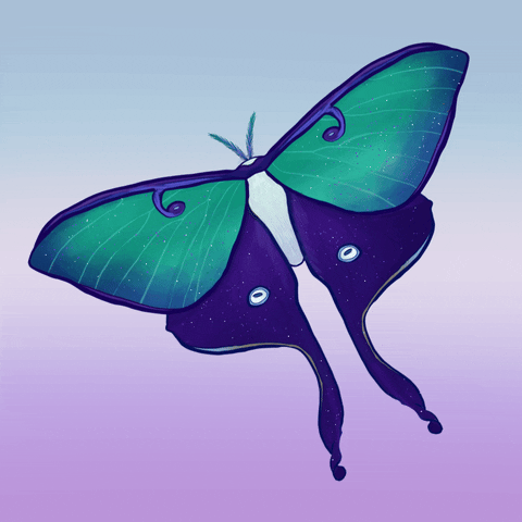 Luna Moth Gay GIF by Contextual.Matters