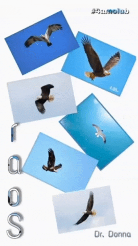 Soar American Eagle GIF by Dr. Donna Thomas Rodgers