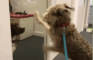 tailsdotcomuk meeting tails let me in office dog GIF