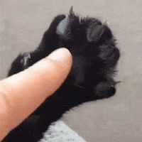 Paw-prin GIFs - Get the best GIF on GIPHY