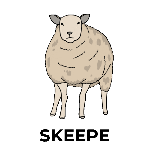 Sheep Schattig Sticker by VVV Texel