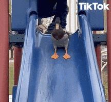 Duck Sliding GIF by TikTok
