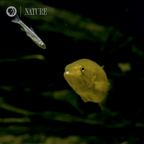 Pbs Nature Fish GIF by Nature on PBS
