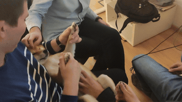 Animated GIF