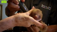 baby sloth GIF
