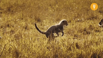 Jumping Big Cats GIF by CuriosityStream