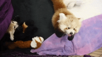 Come Here Red Panda GIF by Zoo Knoxville