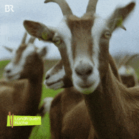 Goat Agriculture GIF by Bayerischer Rundfunk