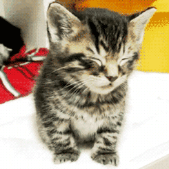 Video gif. A kitten sits up and wobbles with its eyes closed as it dozes.