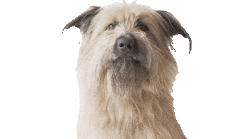 Relamido Sticker by Vínculo Norte