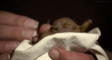 200.gif?cid=fc005b087ac413189927c1434a62d6e42faeffb263d127c4&rid=200.gif&ct=g