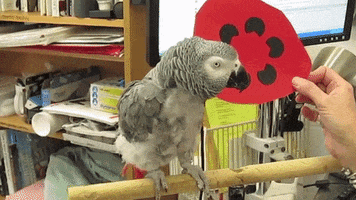 grey parrot intelligence GIF by Harvard University