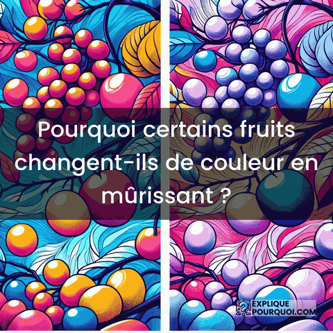 Fruits Pigments GIF by ExpliquePourquoi.com