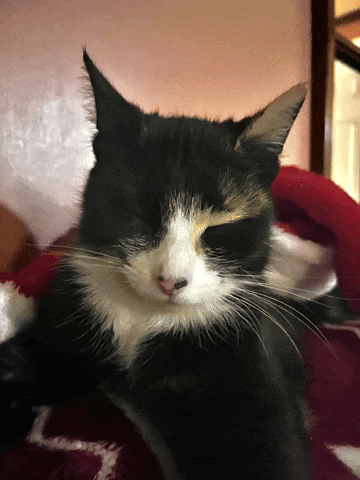 Cat GIF