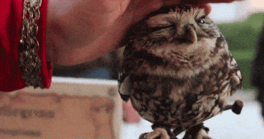 pet owl GIF
