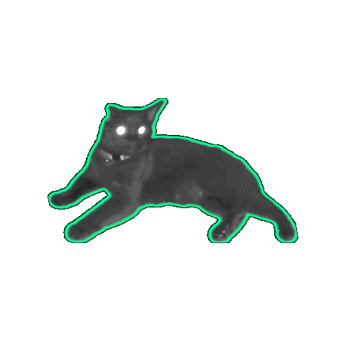 Black Cat Halloween Sticker by Rod Kim