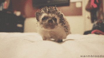 Animal Baby animated GIF