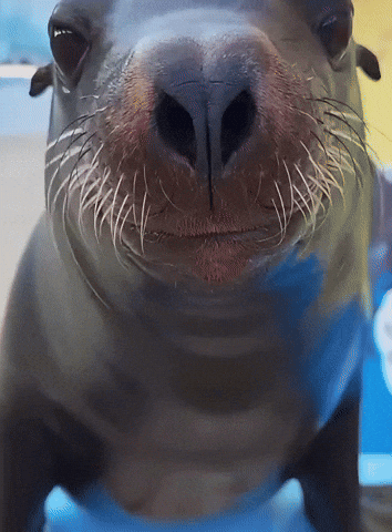 Sea Lion Seal GIF