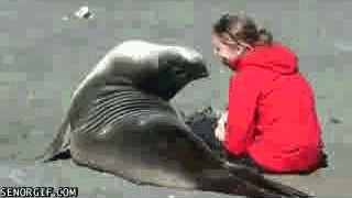 sea lions flirting GIF by Cheezburger