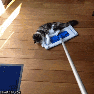 Cats Train GIF - Find & Share on GIPHY