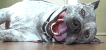 happy pitbull GIF