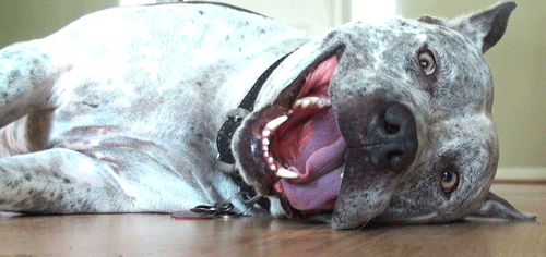 Happy Pitbull GIF - Find & Share on GIPHY