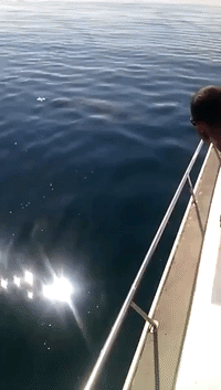 Huge Turtle Surprises Boaties to Say Hello
