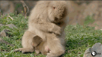 Pbs Nature Monkeys GIF by Nature on PBS