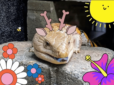 Blue Tongue Skink Creature GIF by Display Name - Find & Share on GIPHY