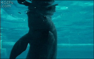 Beluga Whale Swimming GIF