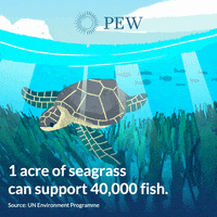 Sea Turtle Ocean GIF by The Pew Charitable Trusts