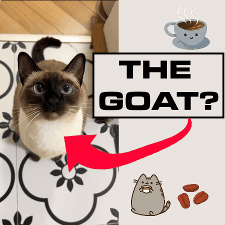 Siamese Cat Coffee GIF