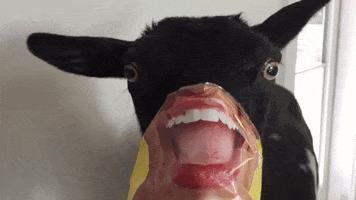 Funny Animals Goats GIF by Storyful
