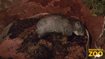 Cute Animals Digging GIF by Brookfield Zoo