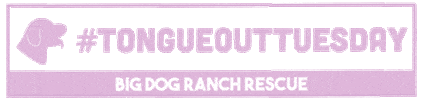Tot Tongue Out Tuesday Sticker by Big Dog Ranch Rescue