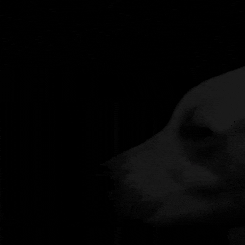 Dog Sigma GIF