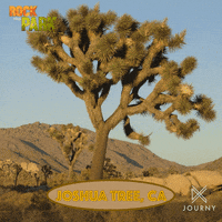 Joshua Tree GIF by Ovation TV